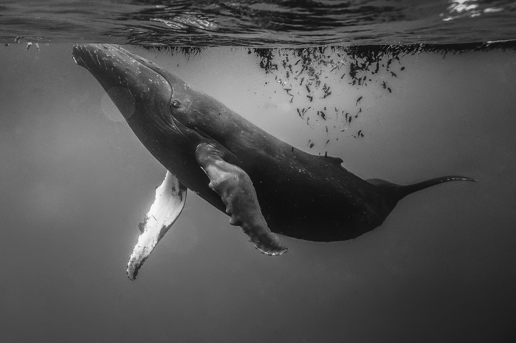 The Spirit of the Sea by Sol Tamargo